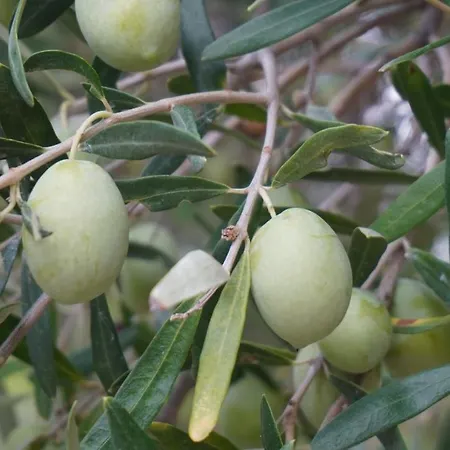 Halkidiki Kassandra 3p Exclusive Peace & Beautiful Views Tatil Evi Aya Paraskevi