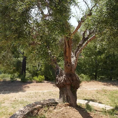 Halkidiki Kassandra 3p Exclusive Peace & Beautiful Views Tatil Evi